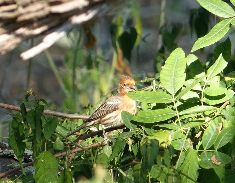 House Finch